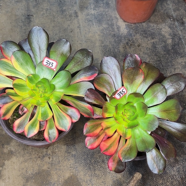 组合两个333335多肉植物