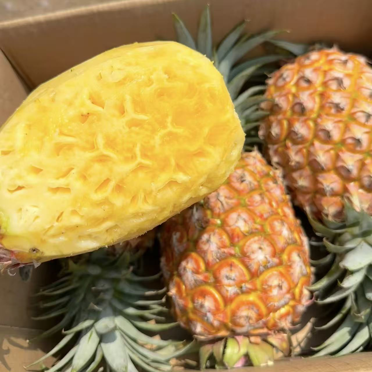 【现场挑果】正宗海南金钻17号凤梨树上熟香甜凤梨新鲜现摘孕妇水果