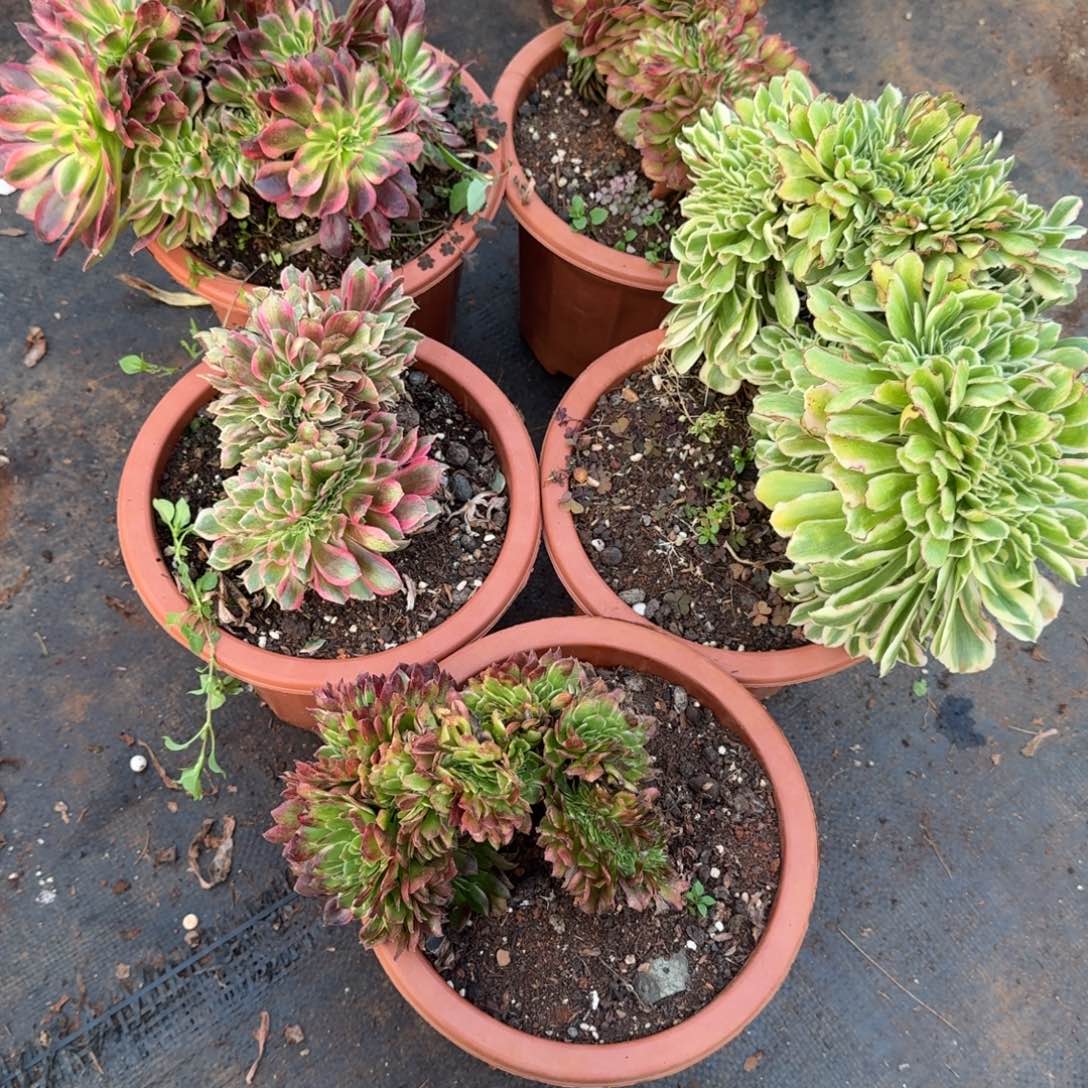 657组合缀化多肉植物满28包邮