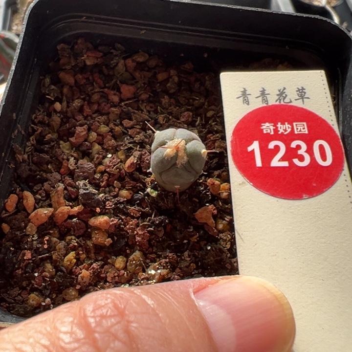 实生雷帝平丸1cm一棵仙人球
