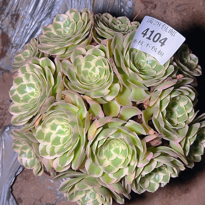 4104海王多肉植物