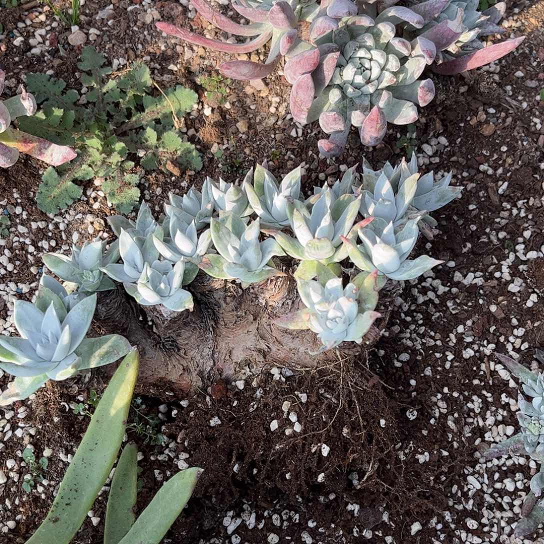 8589白雪仙女杯多肉