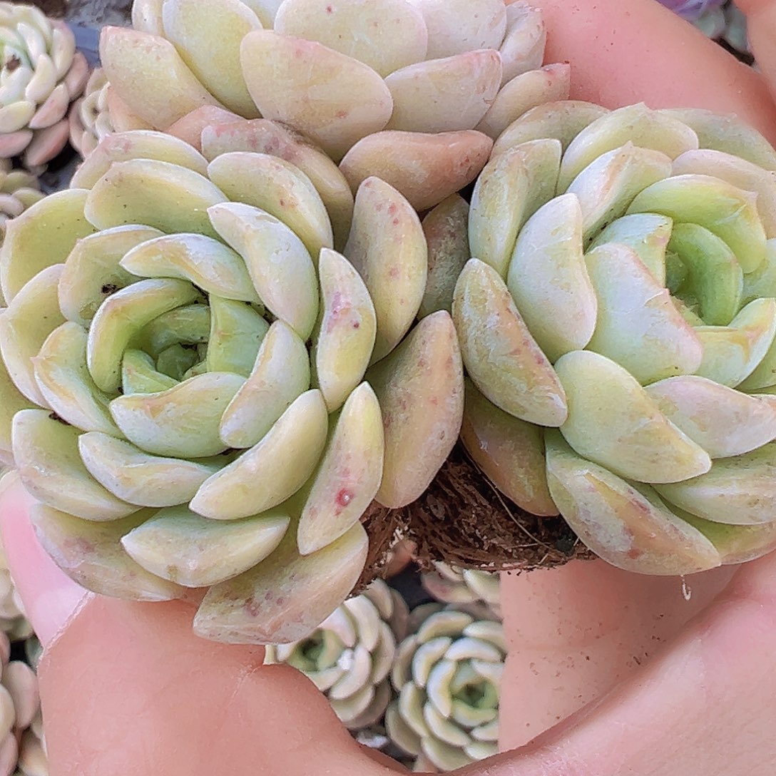 容晶5颗19包邮多肉