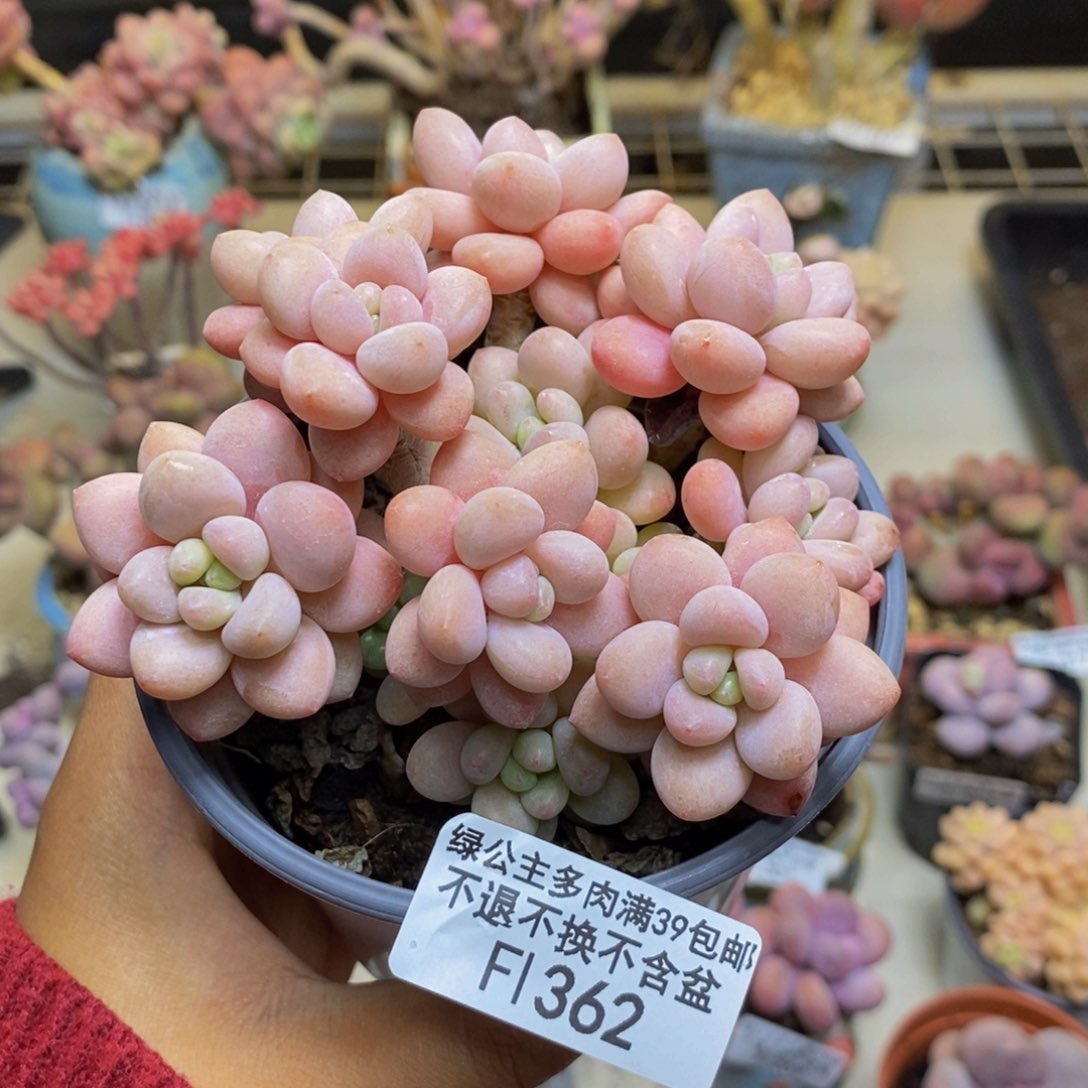 362鱼子酱多肉有断枝