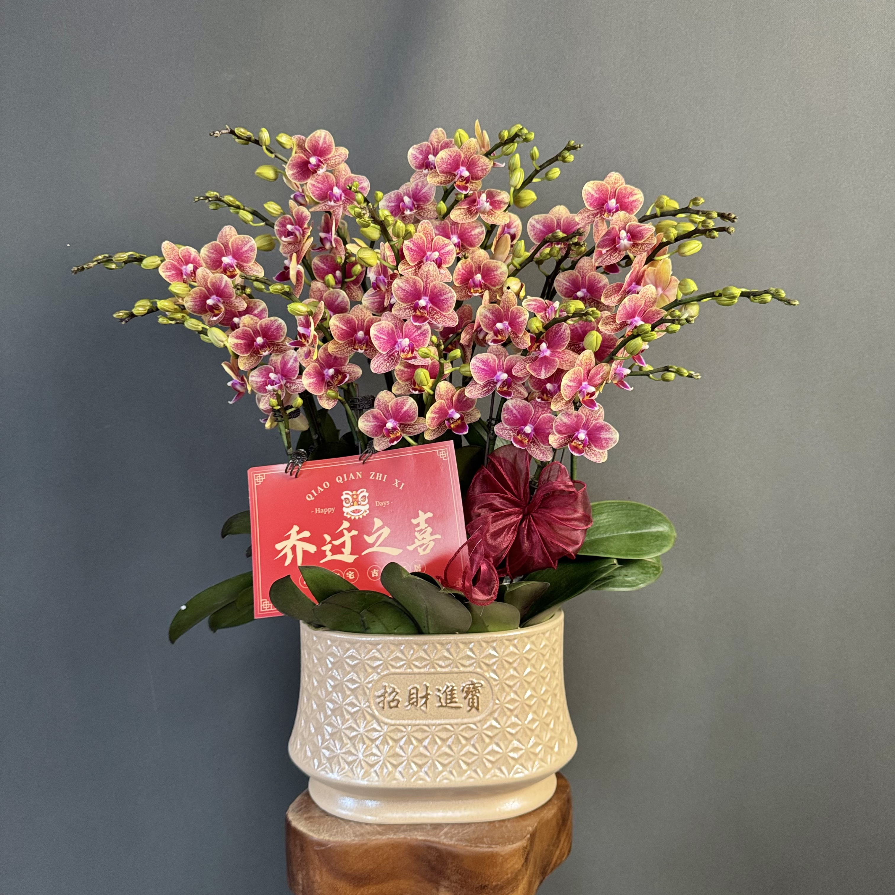 【金蝶】张灯结彩喜庆色聚宝盆蜡质花蝴蝶兰有花有花苞盆栽桌面花