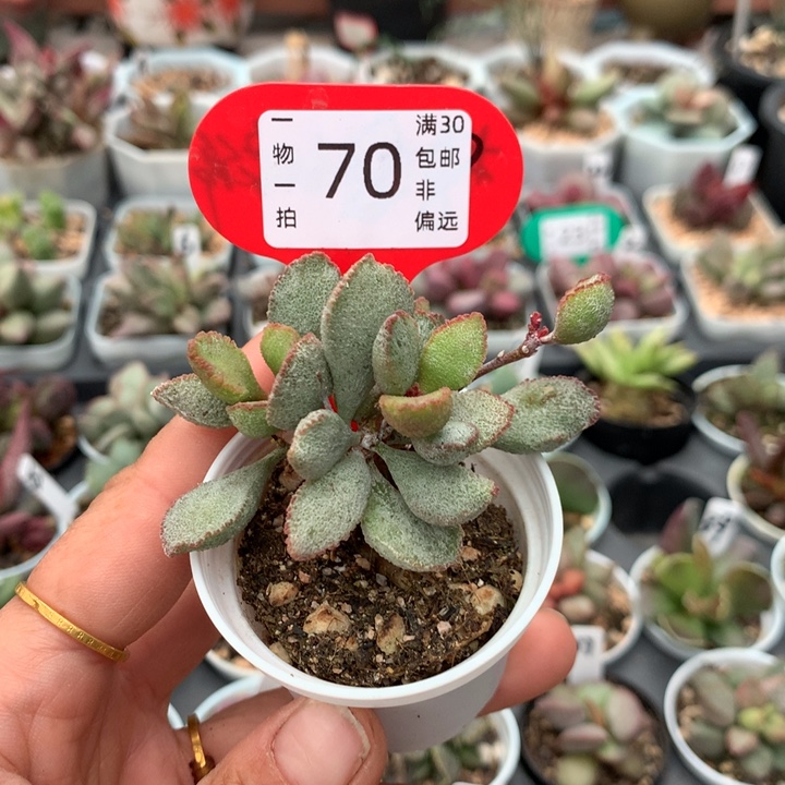 贝壳 多肉植物  70。