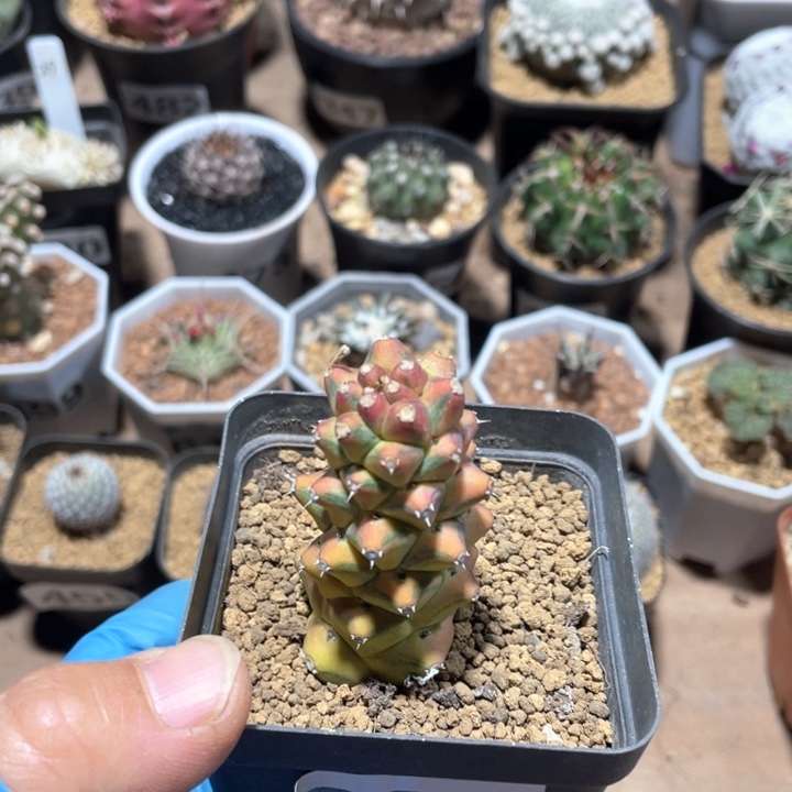 220将军阁自然锦