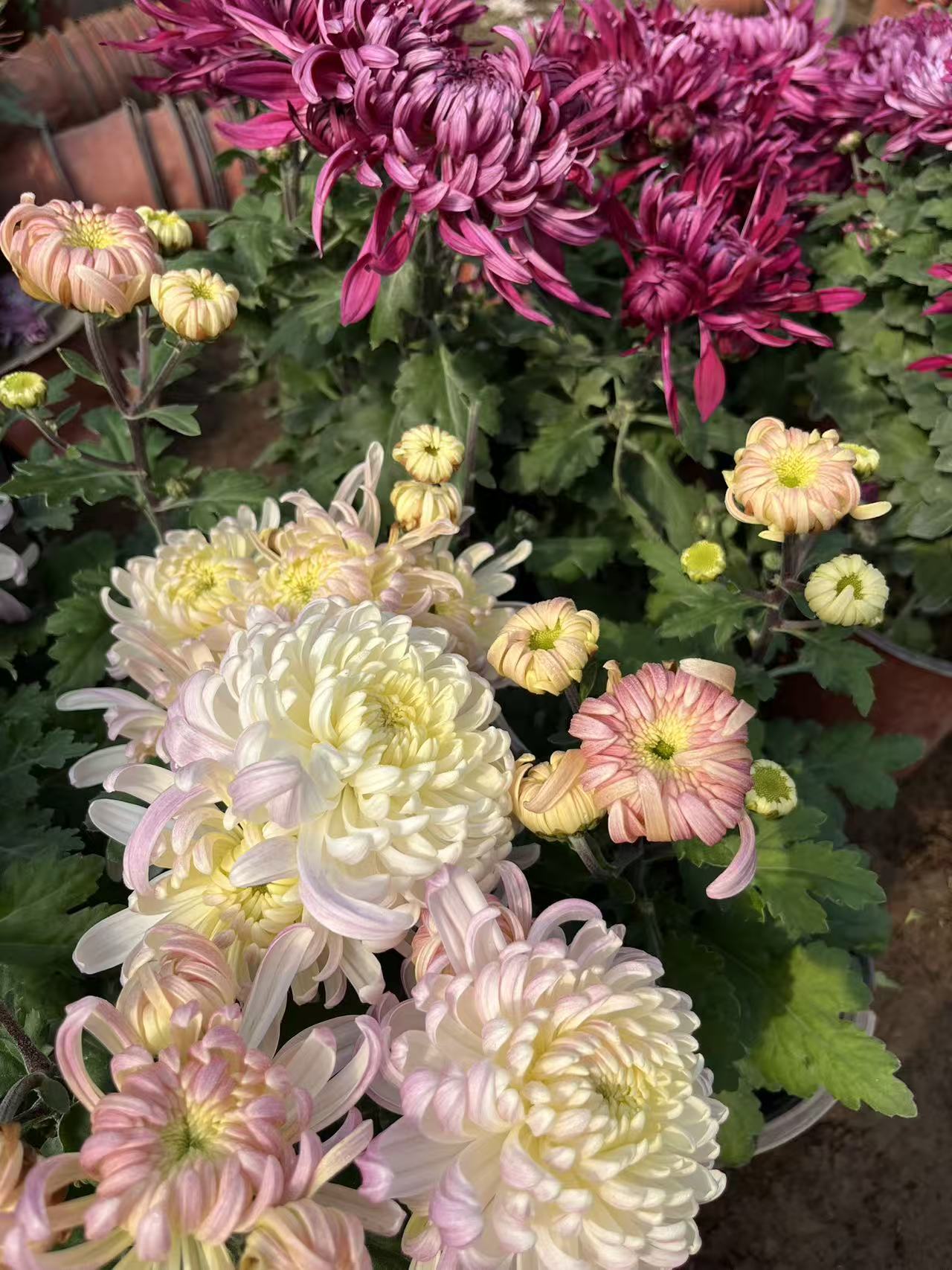  花后老根【倾国倾城+琼华瑞香】想留品种的再拍  断枝不售后 