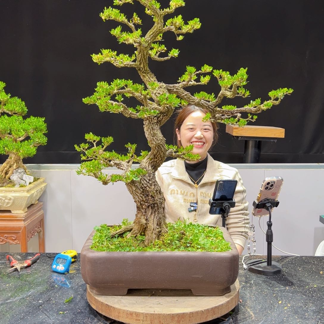 四季常青老桩黄杨盆景