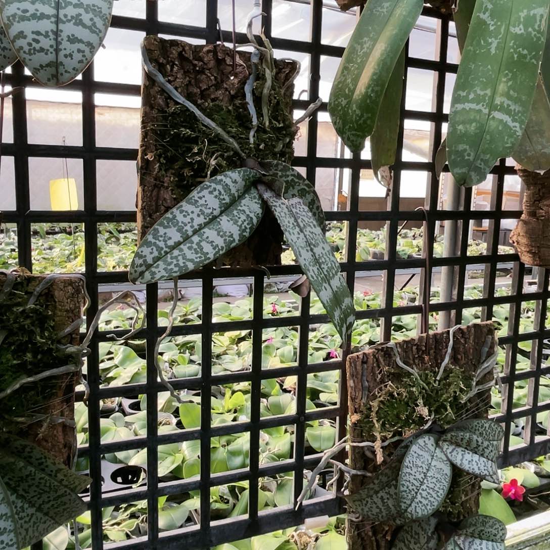 游***鱼当前无花栽培后可以开花