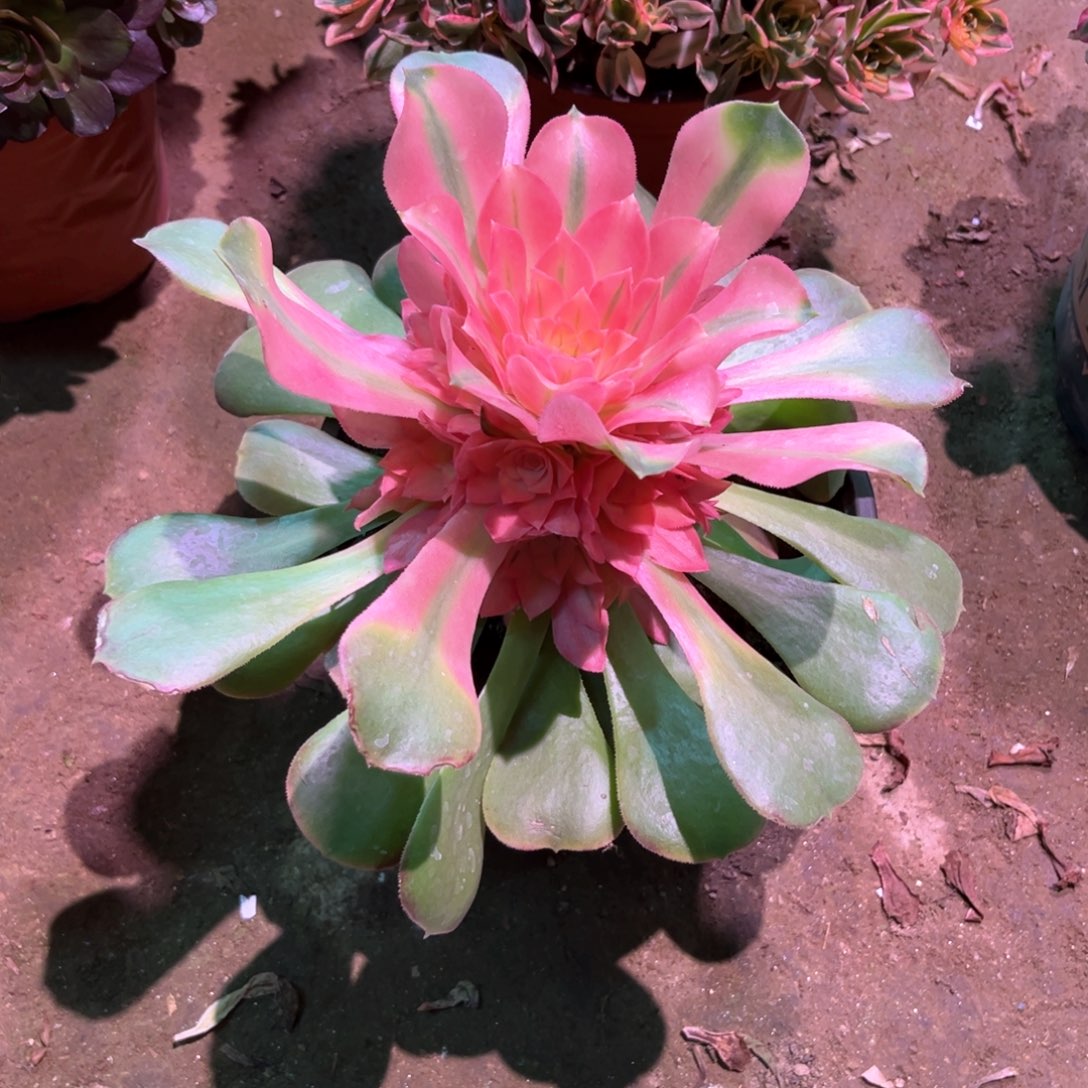 多肉植物香妃341