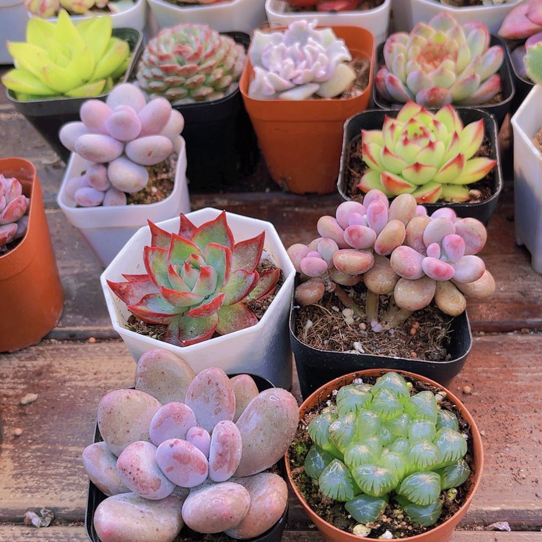 如图4盆11111111111111111