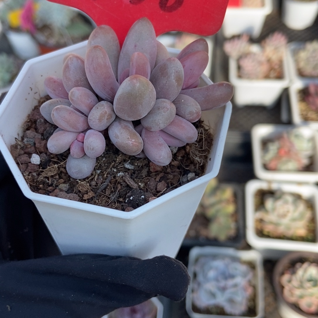 3138红手指多肉植物