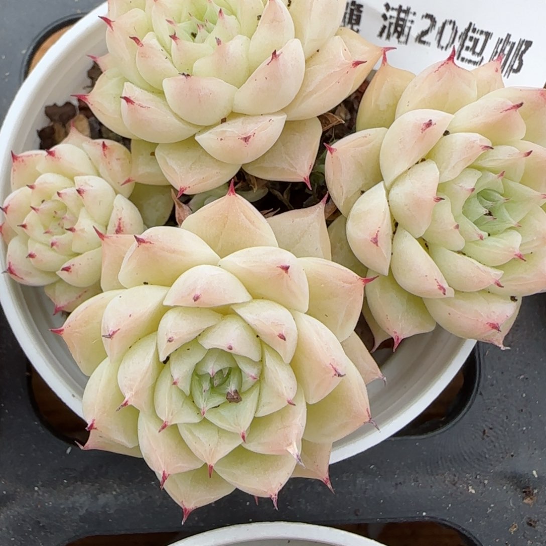 花语逸镜0203-374