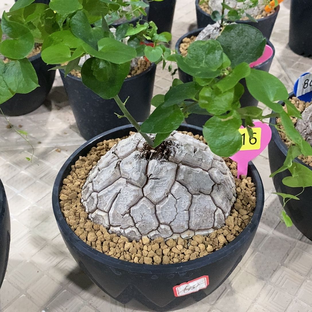 南非龟甲龙龟甲龙