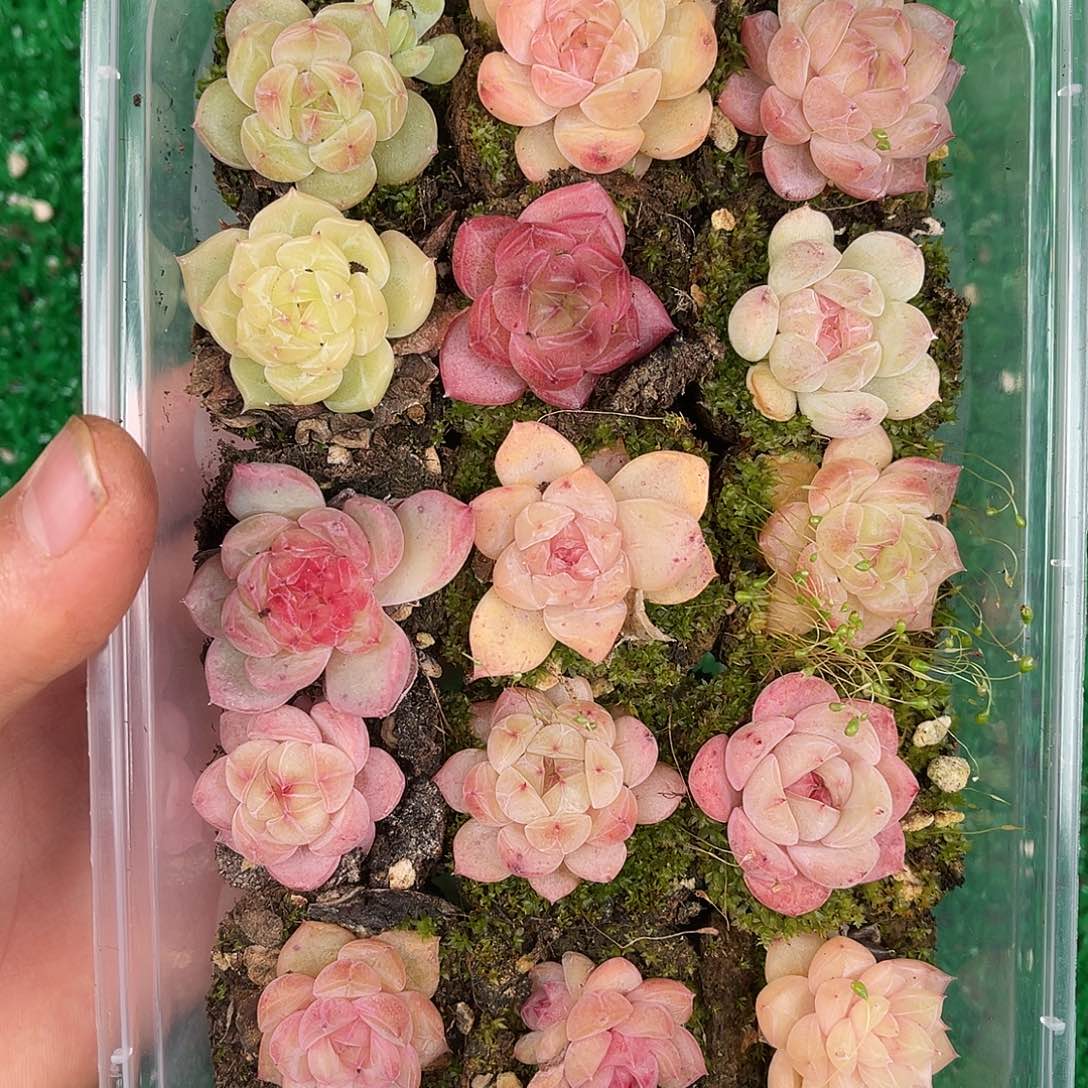 多肉一物一拍29-66