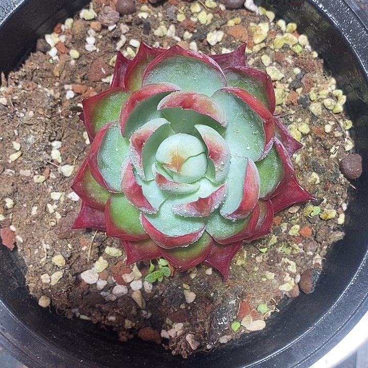 惊鸿仙子春节福利1697