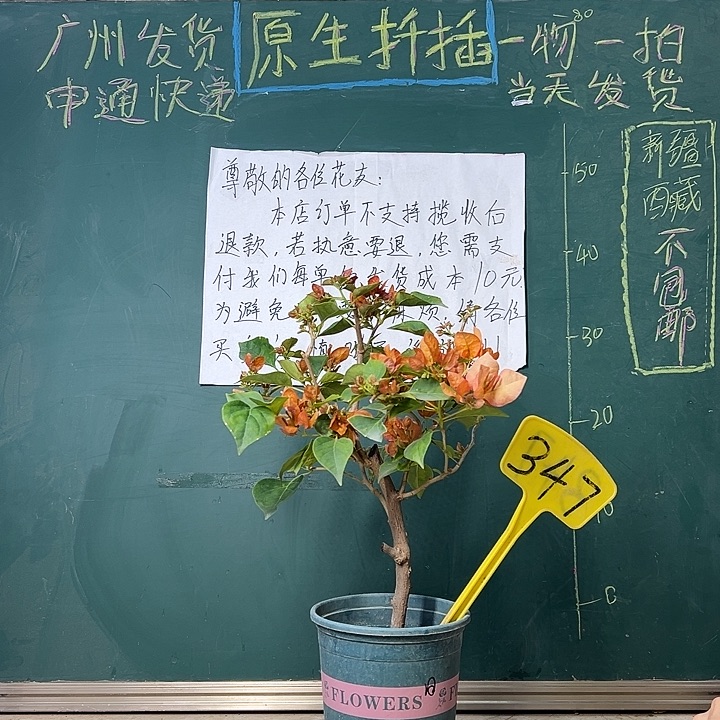 完全开放 落日  347