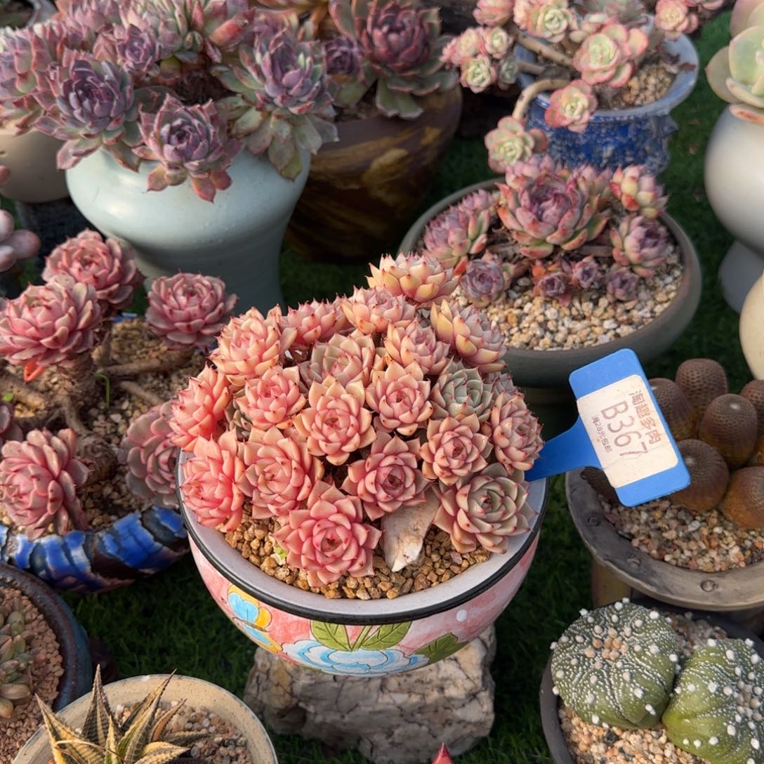 *****多肉植物黄金绷巴蒂丝全身老庄无