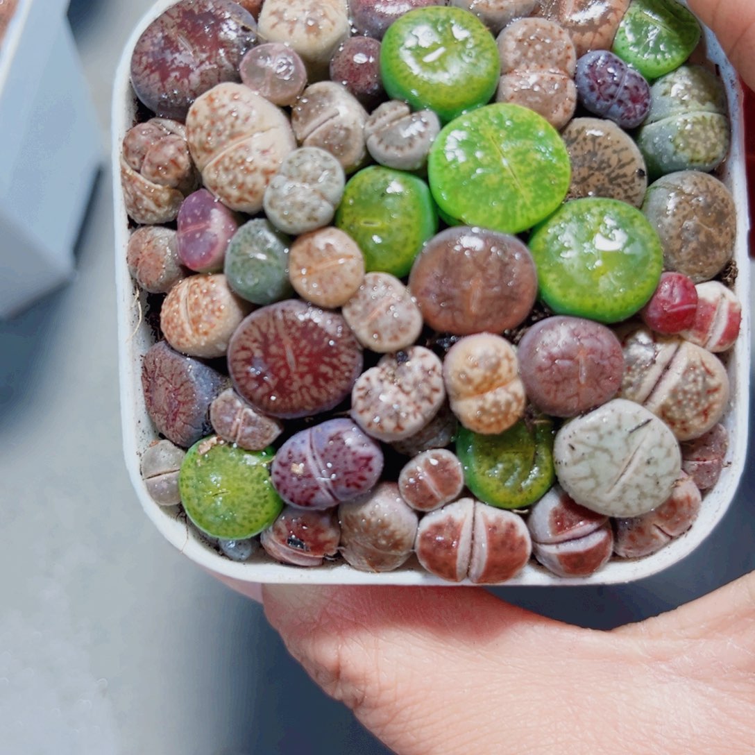 生石花多肉植物56666