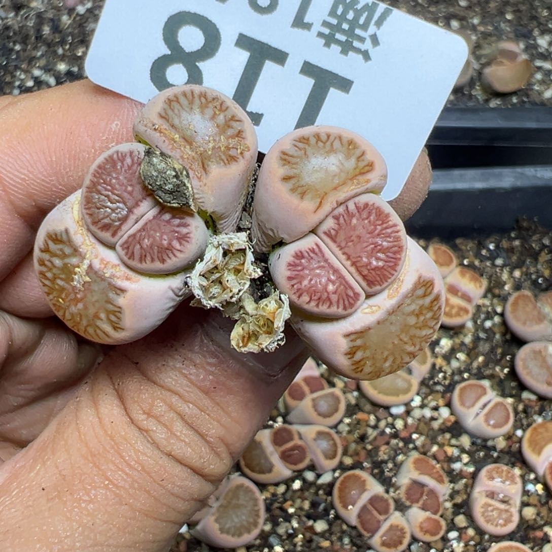 【闪购商品】 118。   