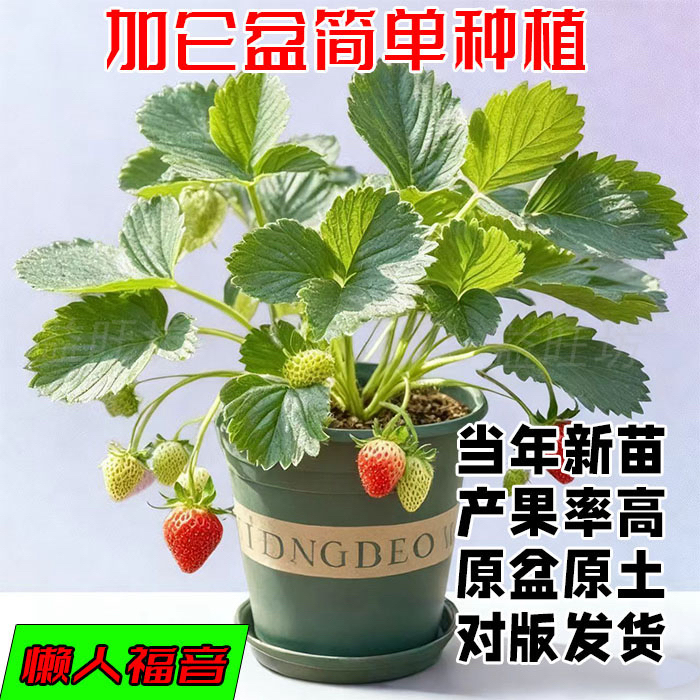 四季结果白粉系列草莓苗原盆原土阳台庭院种植新苗根系发达加仑盆