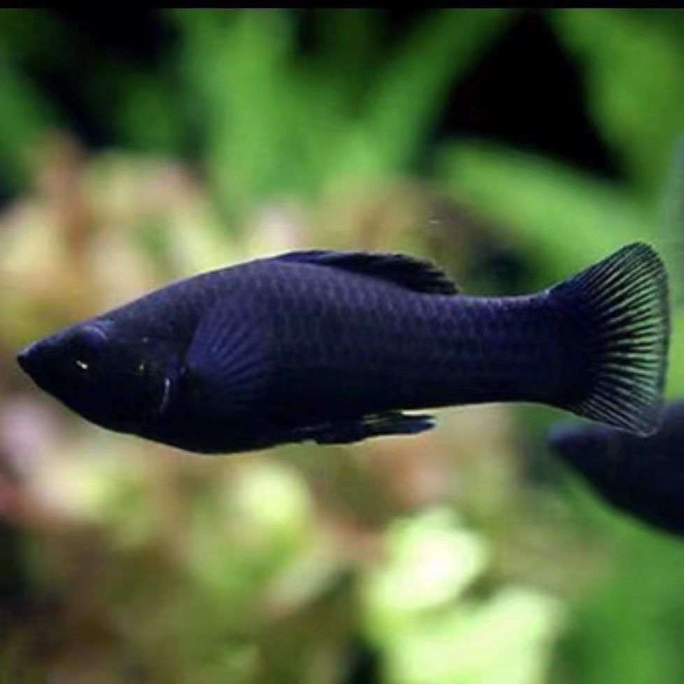 黑玛丽小型热带观赏鱼繁殖胎生鱼混养金牡丹米奇皮实易养鱼观赏鱼