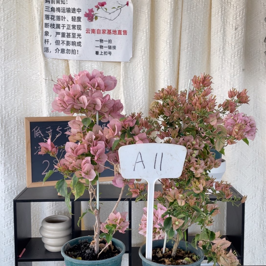 芮***妈全部花朵暗斑丽人+少女心A11