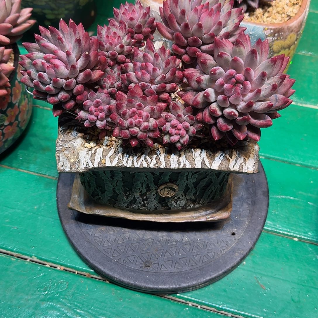 多肉植物多肉植物