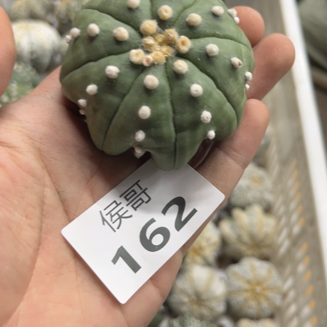 河****162泰系仙人球兜多肉植物