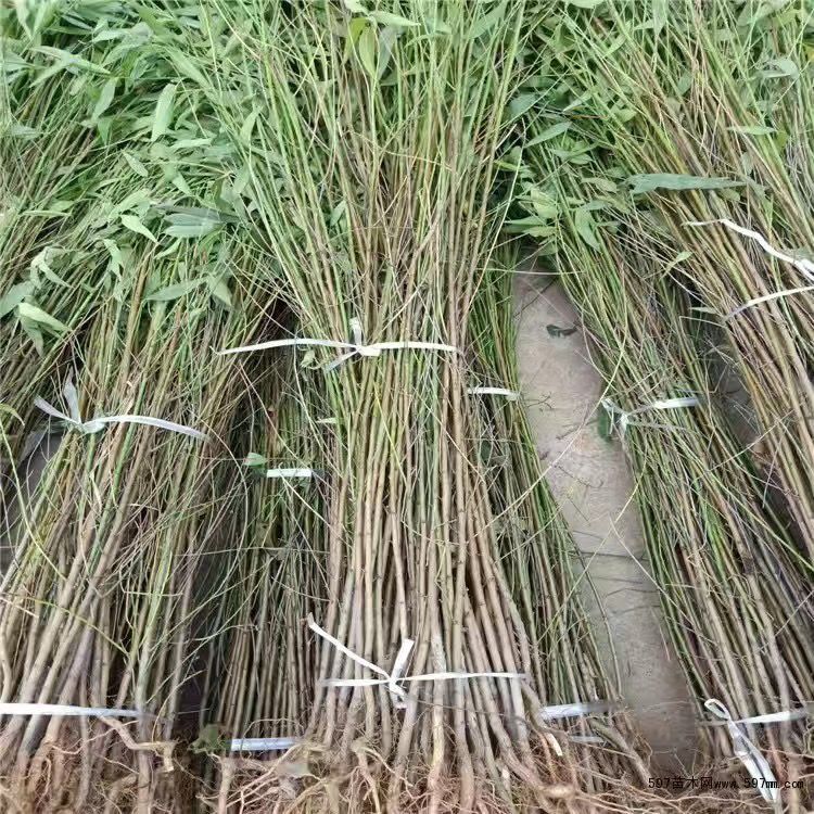 阳光现挖：红桃裸根苗当年栽春天开花结果南北方种植