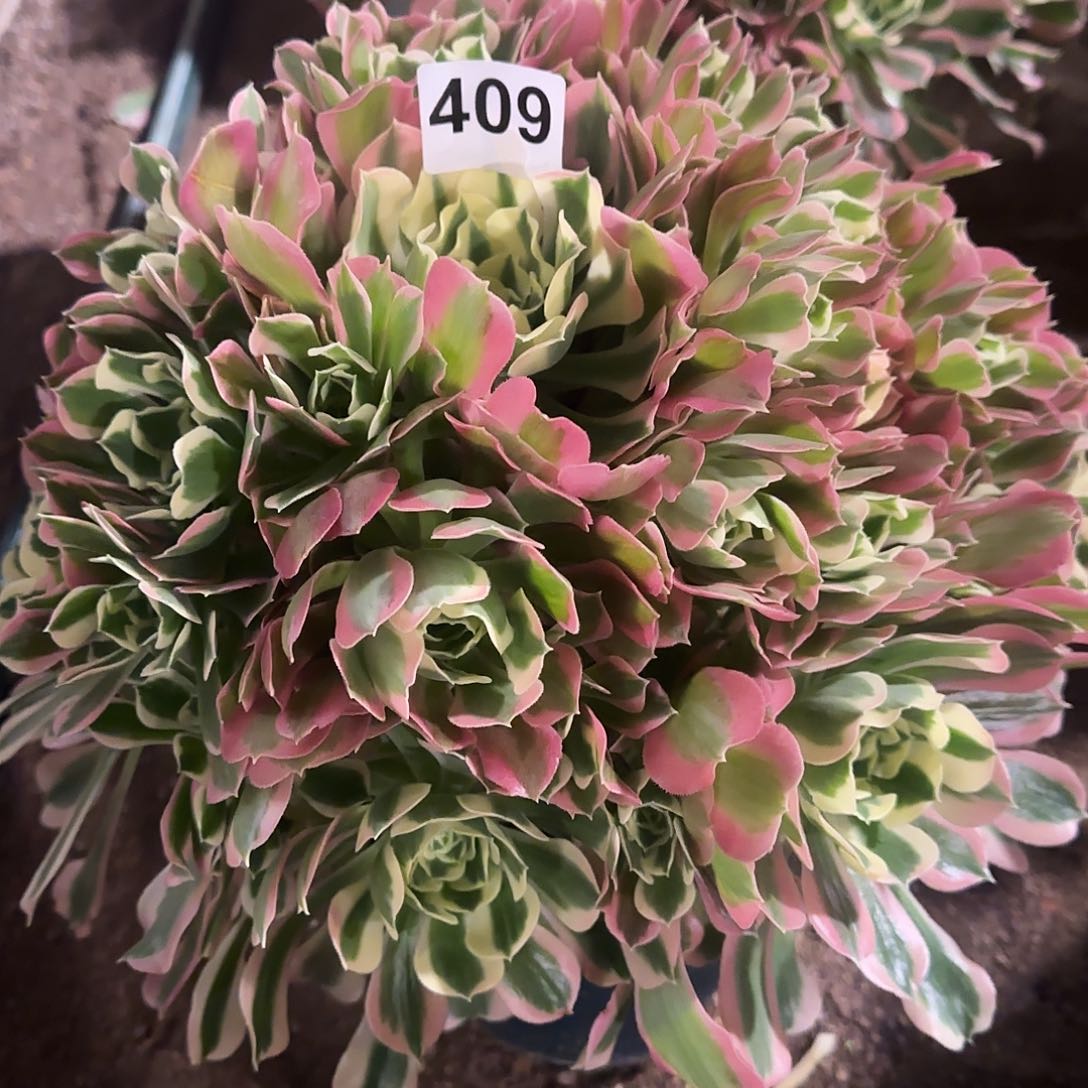 ?****?多肉植物白凤409