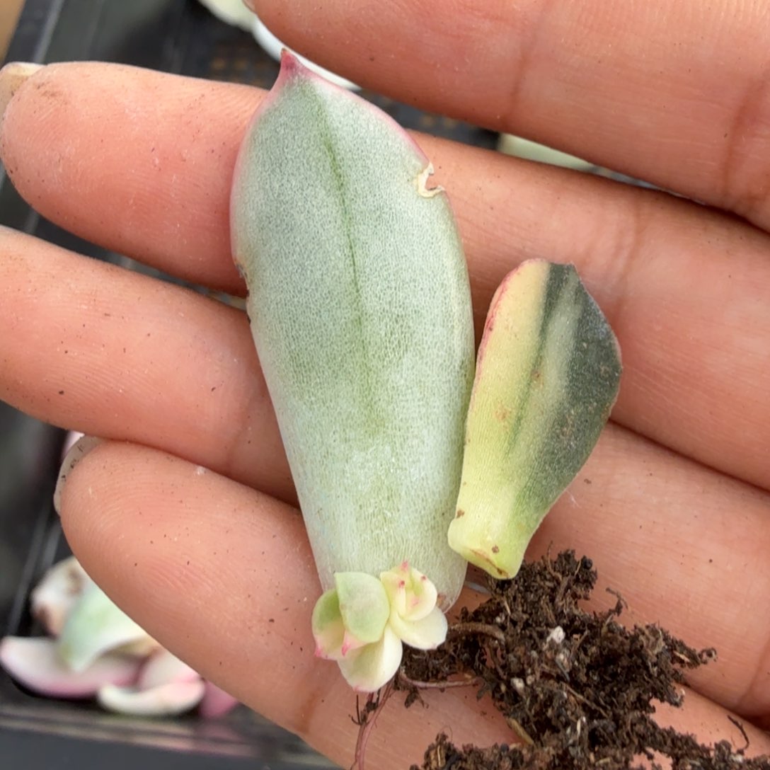 一组叶片无替品的锦