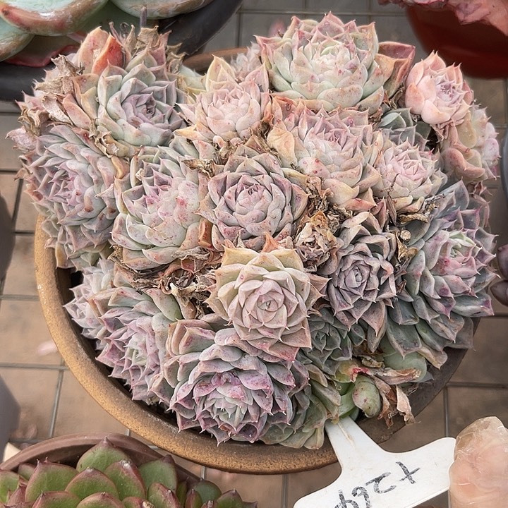 两单包邮，一物一拍，散264