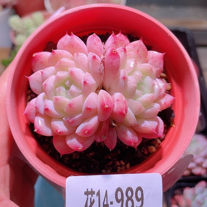 花利美14-989白桃汽水