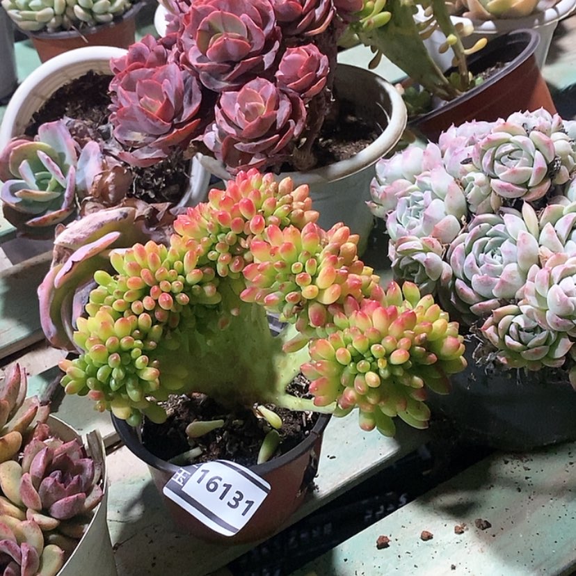 【闪购商品】柠檬手指缀16131