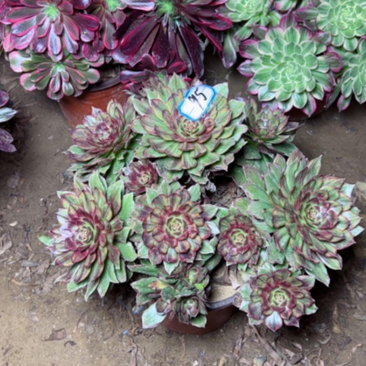 【闪购商品】多肉植物红霞95