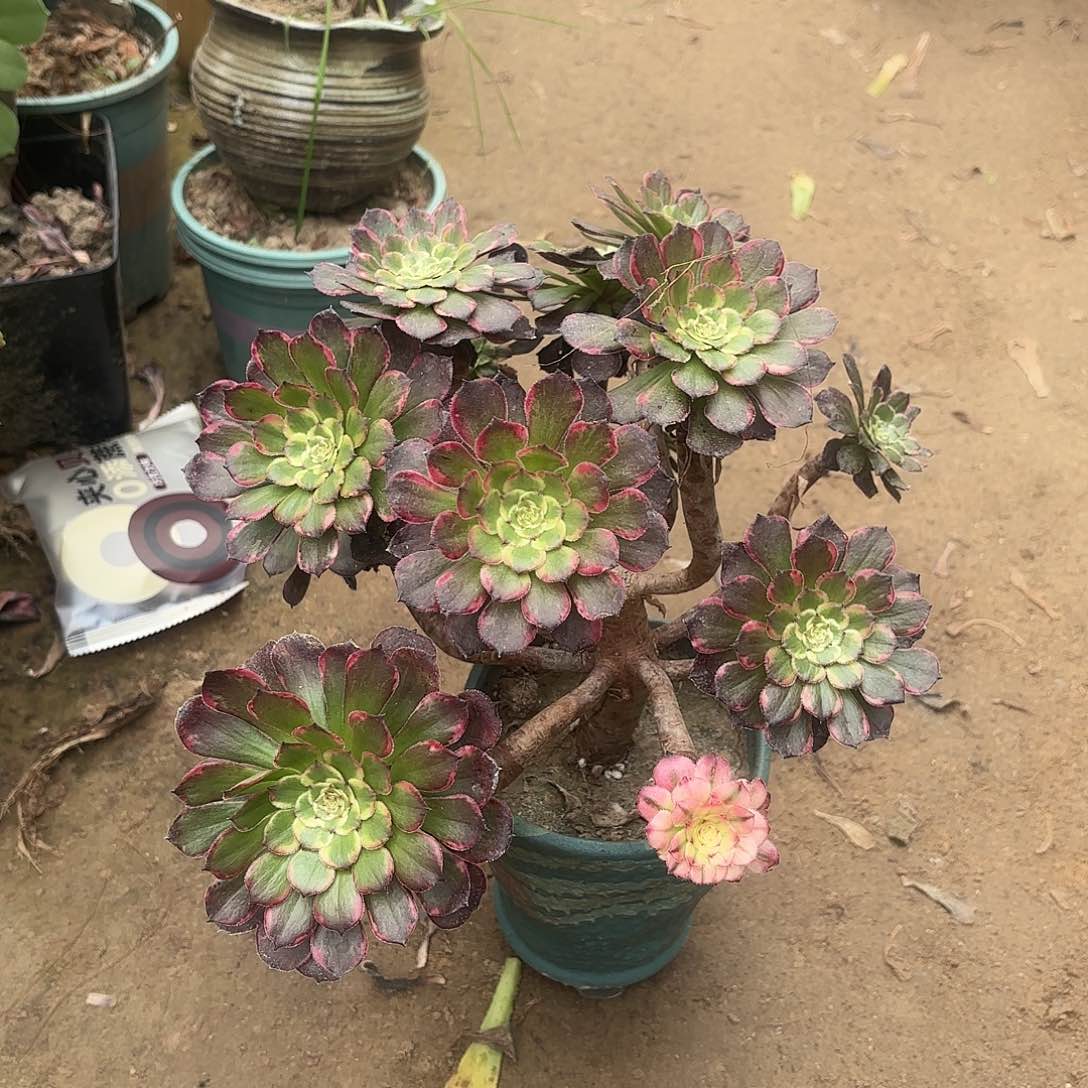 红陶哈哈哈哈哈哈哈哈