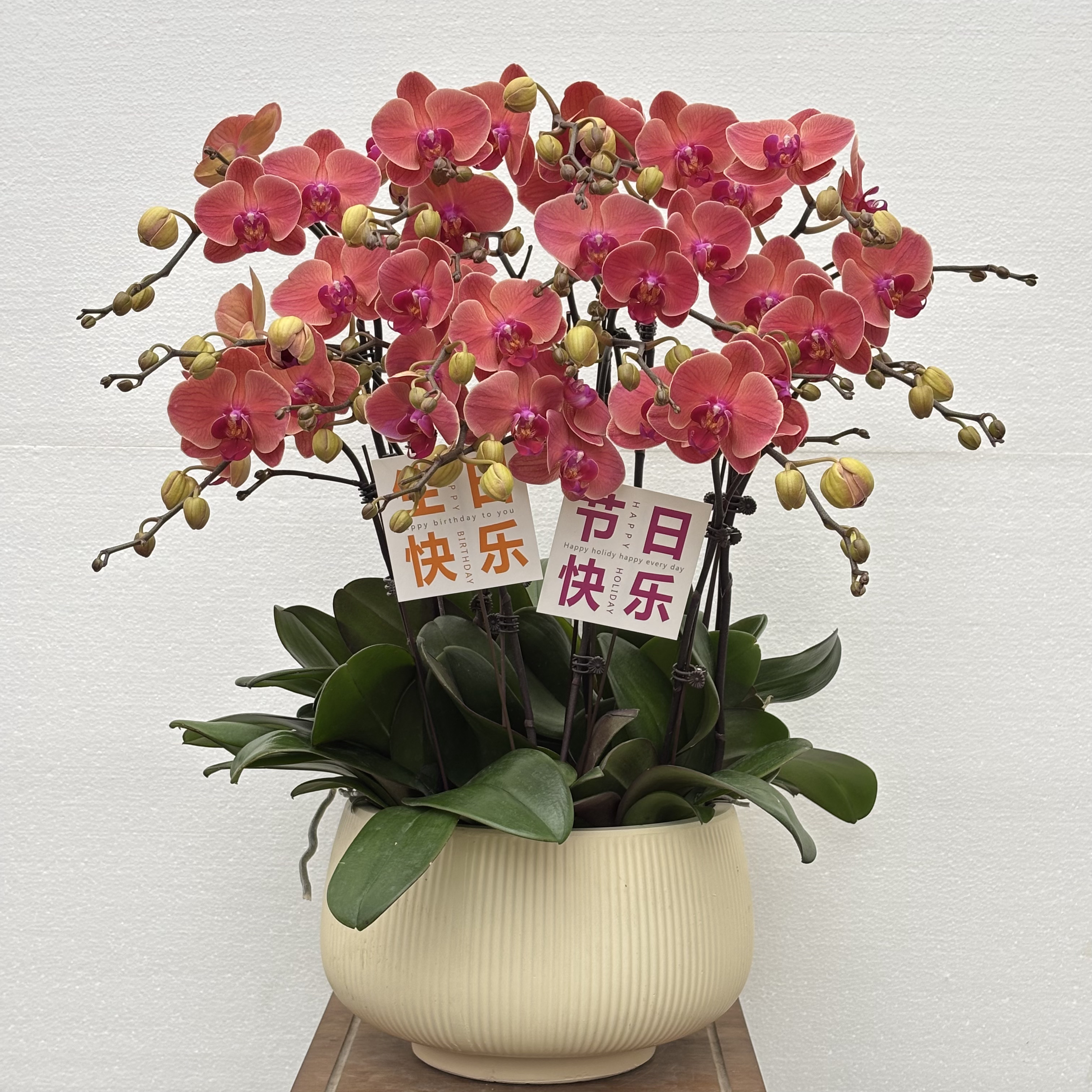 国之兰 [小橘灯] 经典款橙颜色蝴蝶兰室内花卉 基地直发