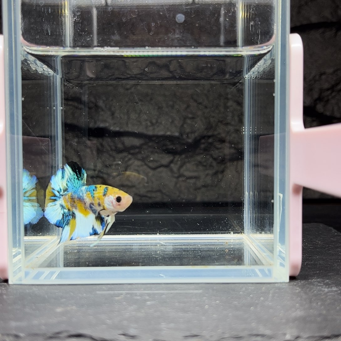 海水鱼宙斯斗鱼竞拍11-21