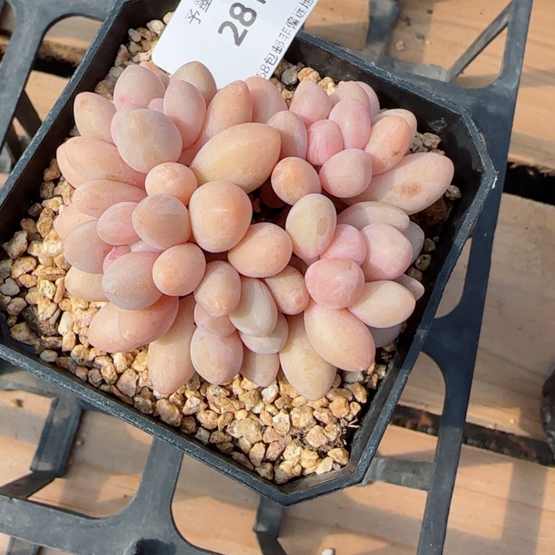 汤圆无砍，2812多肉植物