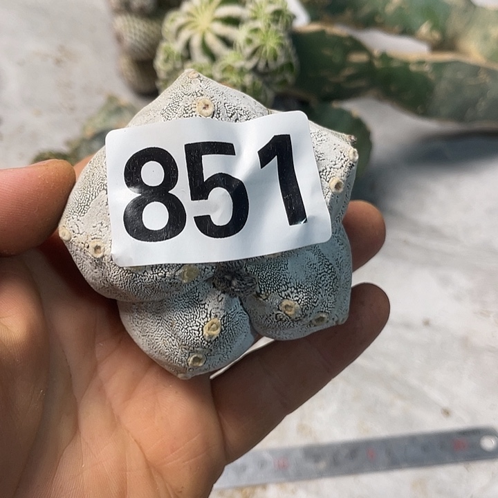 完全开放851恩中一个