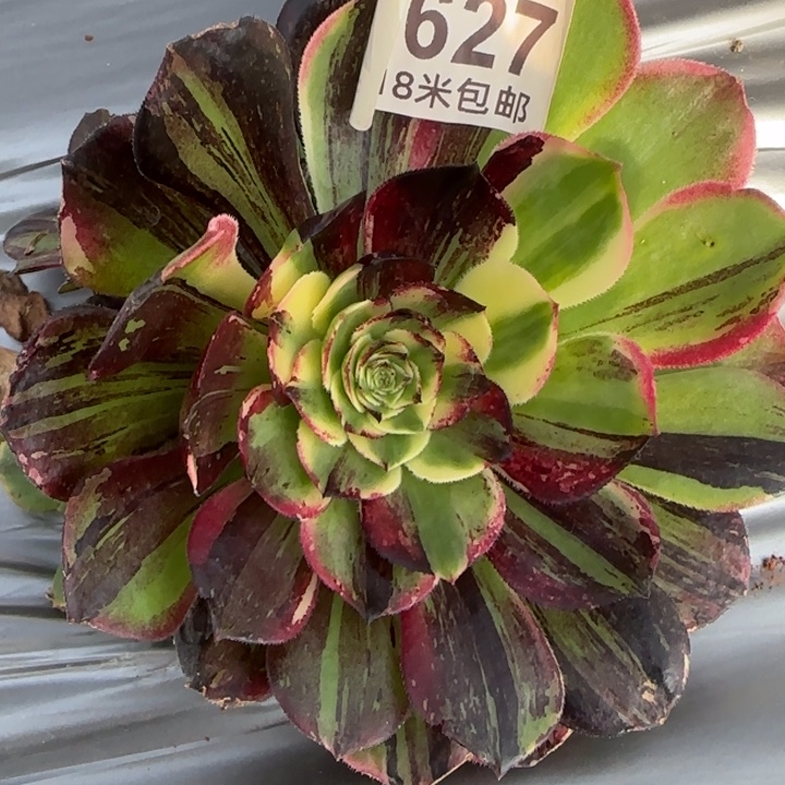 多肉法师伯爵朵朵