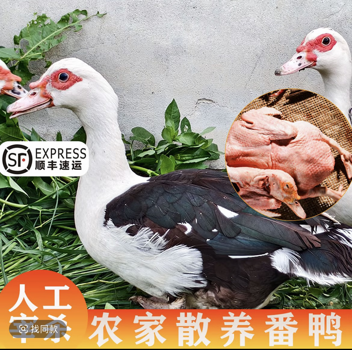 农家散养番鸭老番鸭土鸭西洋鸭顺丰包邮3.5-4斤