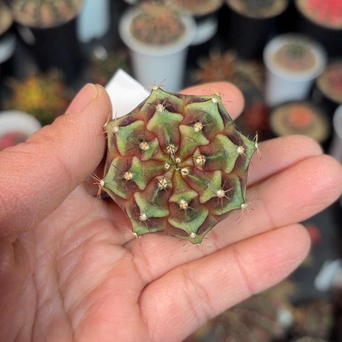 泰系实生乌贼米哈仙人球27