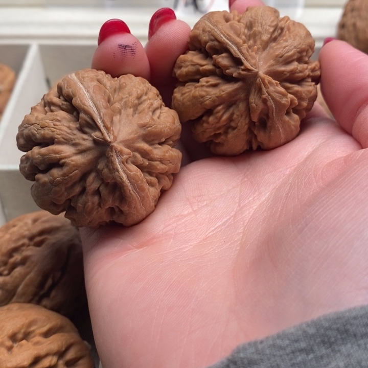 张***斗霸王龙全品无修一刀没动