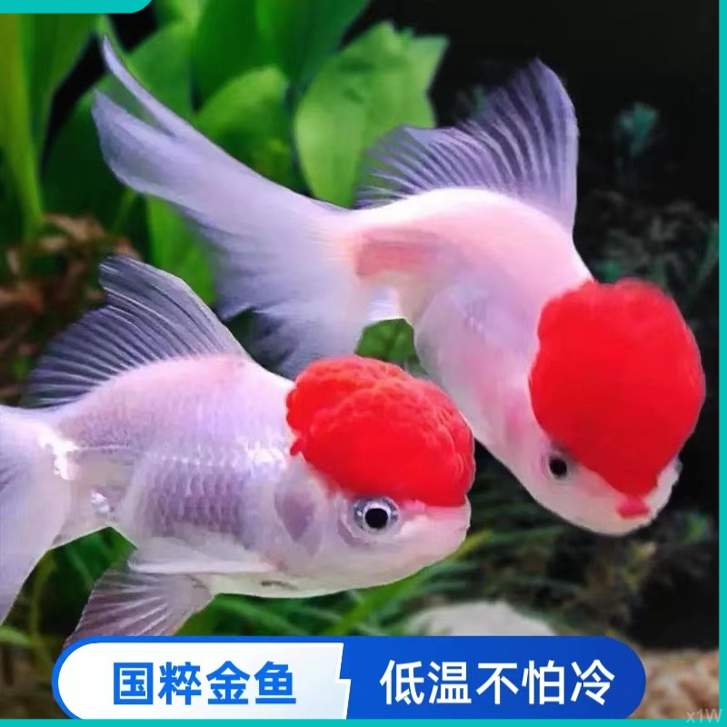 鸿运当头蝶尾观赏鱼金鱼鎏金淡水金鱼活鱼丹顶冷水鱼好养耐活小鱼
