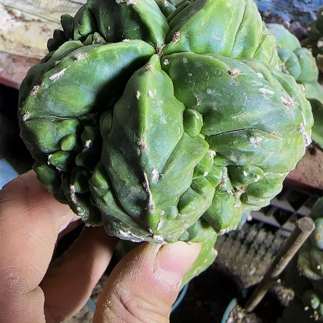 s***i核桃062仙人球