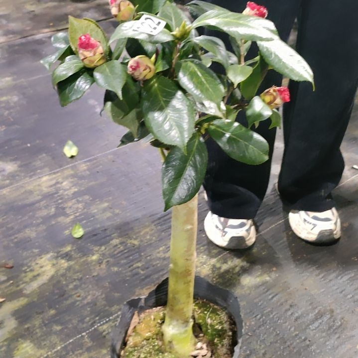 22大海轮，原盆原土发货