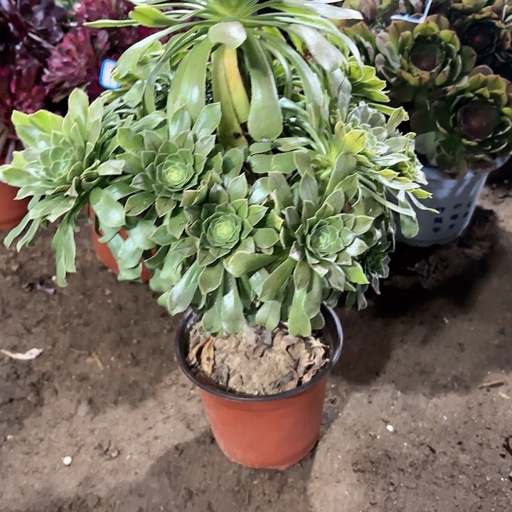 多肉植物原始绿119